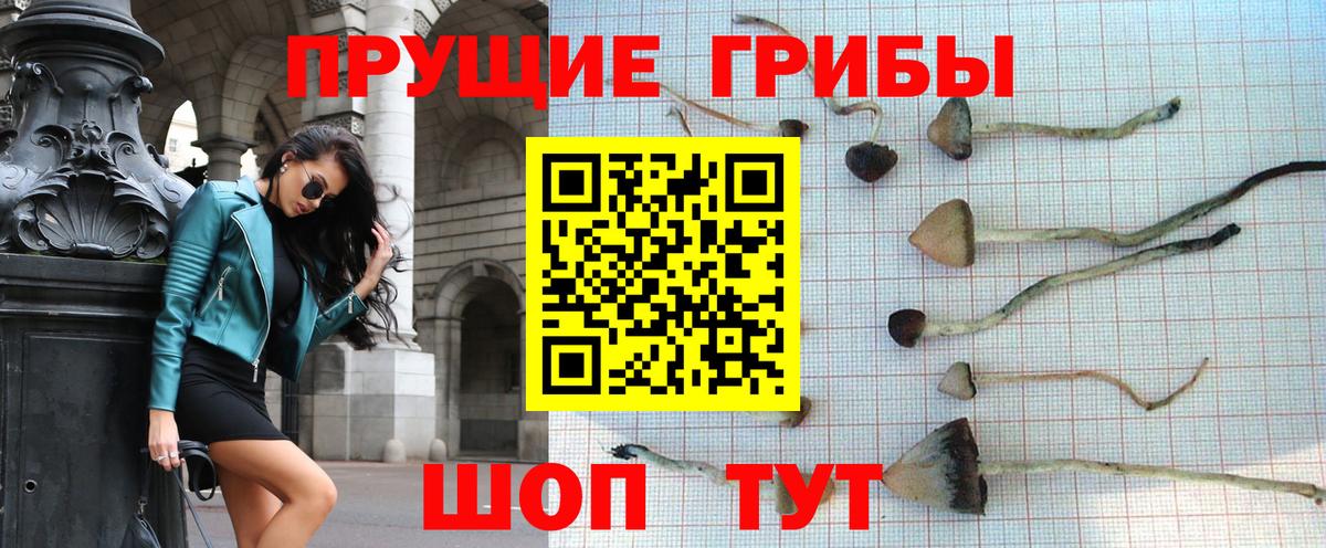 Галлюциногенные грибы Psilocybine cubensis Нефтекумск